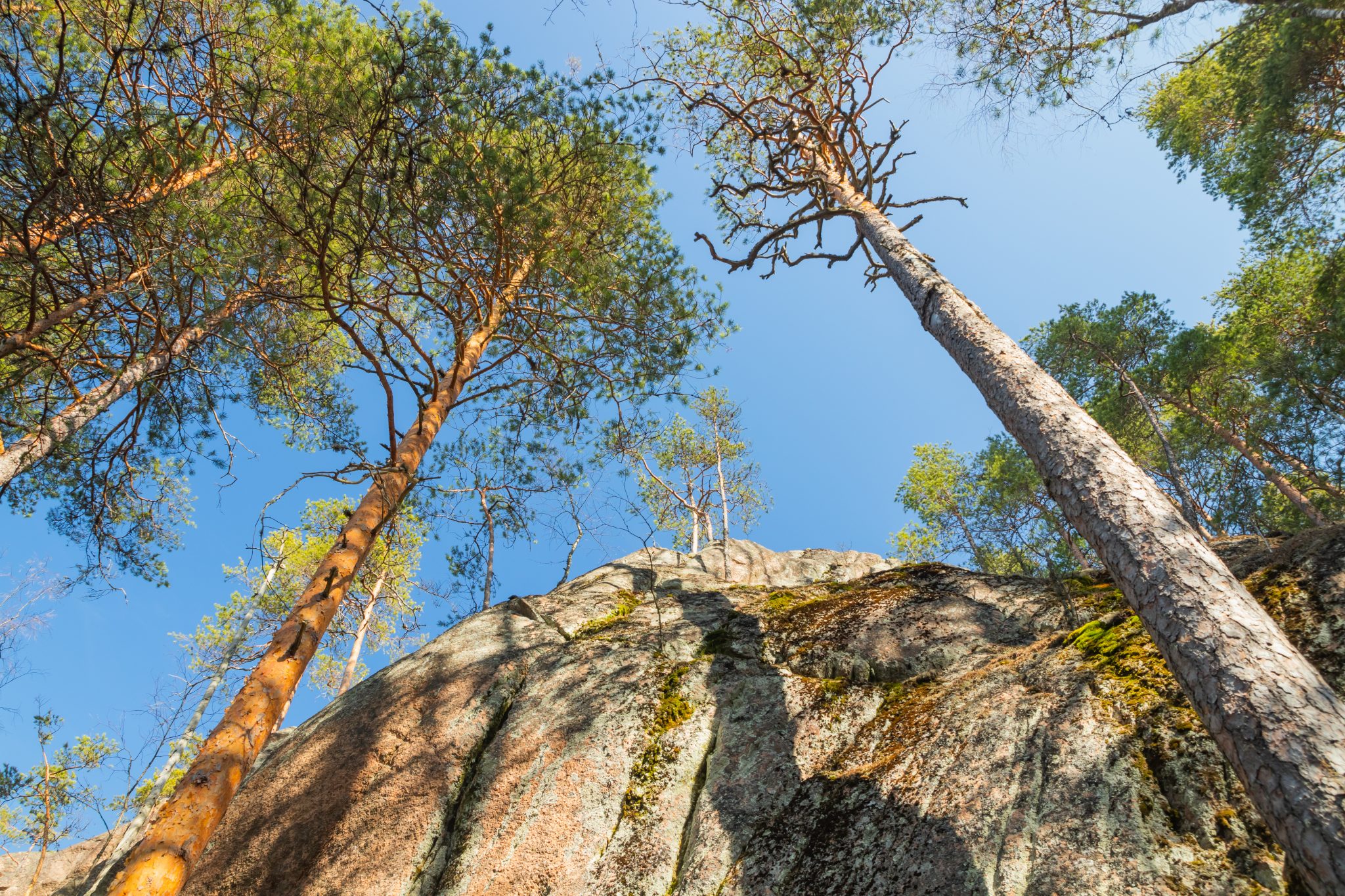 Puut kurottautuvat korkeaa kalliota vasten.