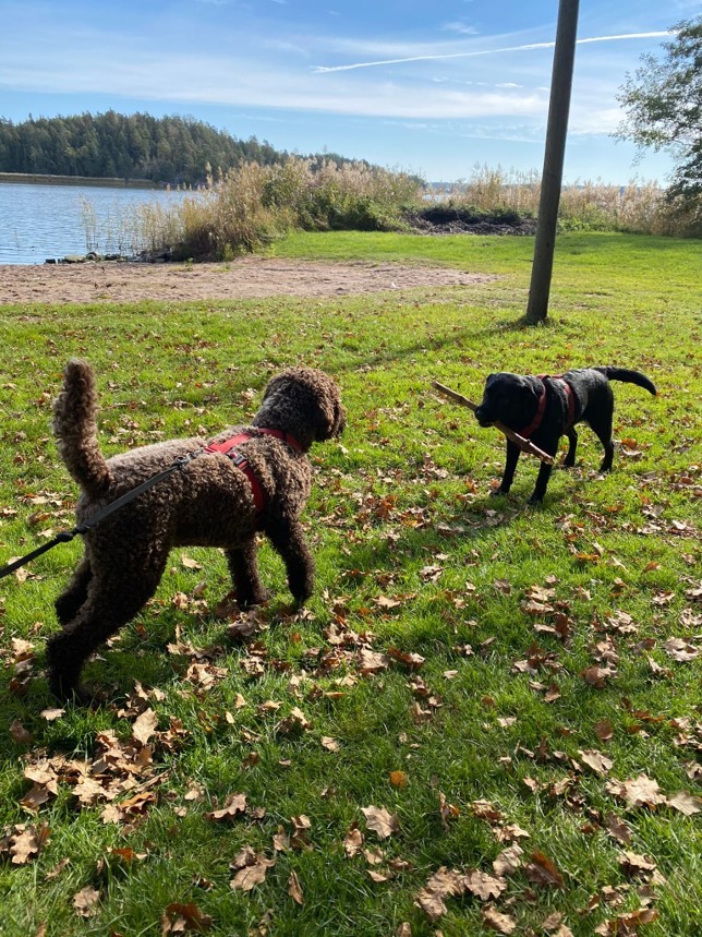 Ruskea ja musta koira seisovat vastakkain ja katselevat toisiaan aurinkoisella nurmikolla. Mustalla koiralla on suussaan keppi.