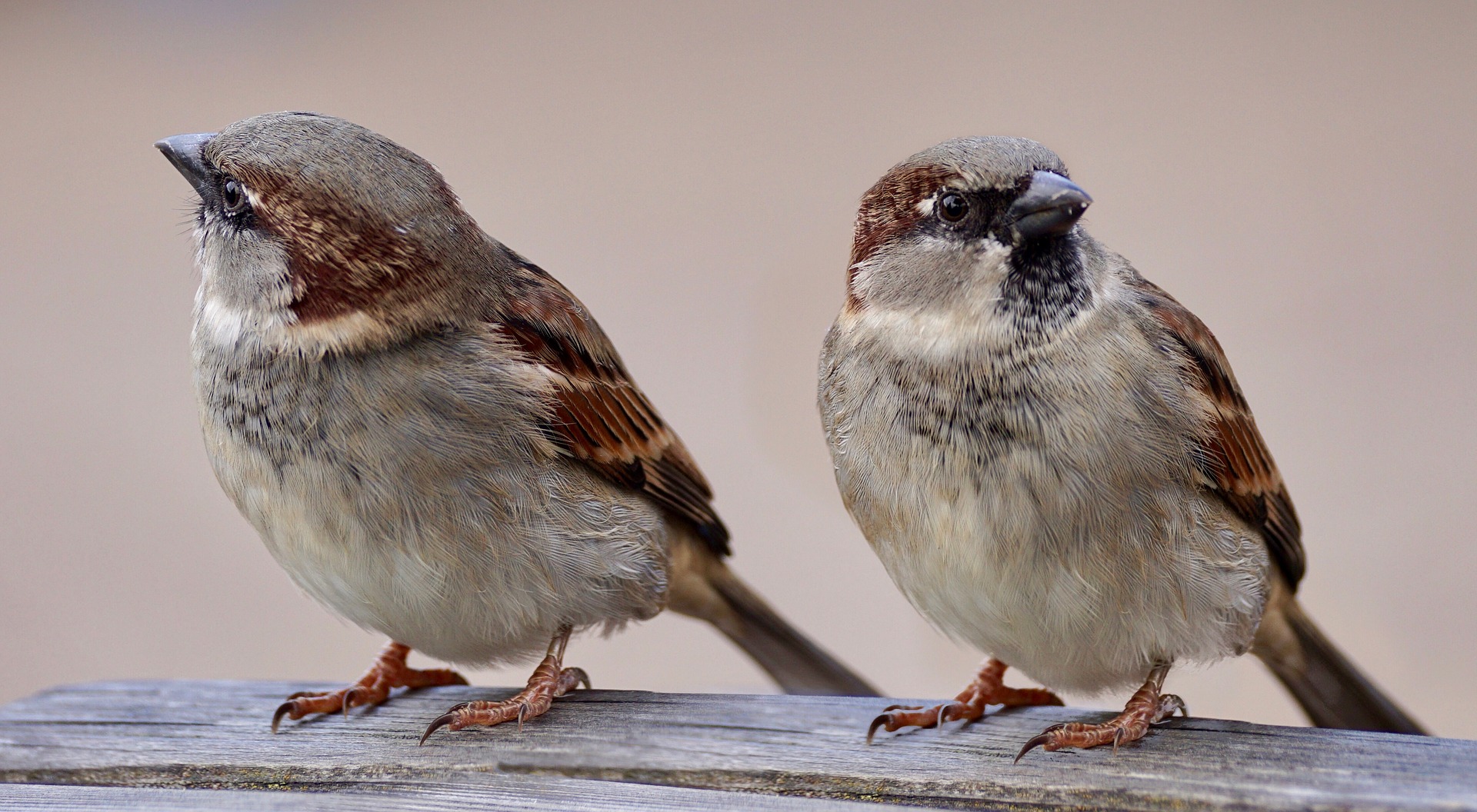 Two sparrows are sitting on wood and looking in different directions.