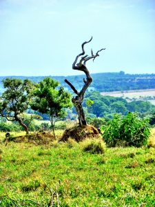 A green nature landscape with a dried up tree in the middle.