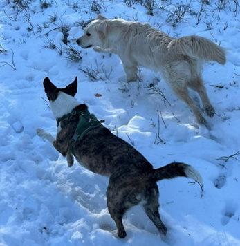 Chili ja Luna koirat temmeltävät lumessa.