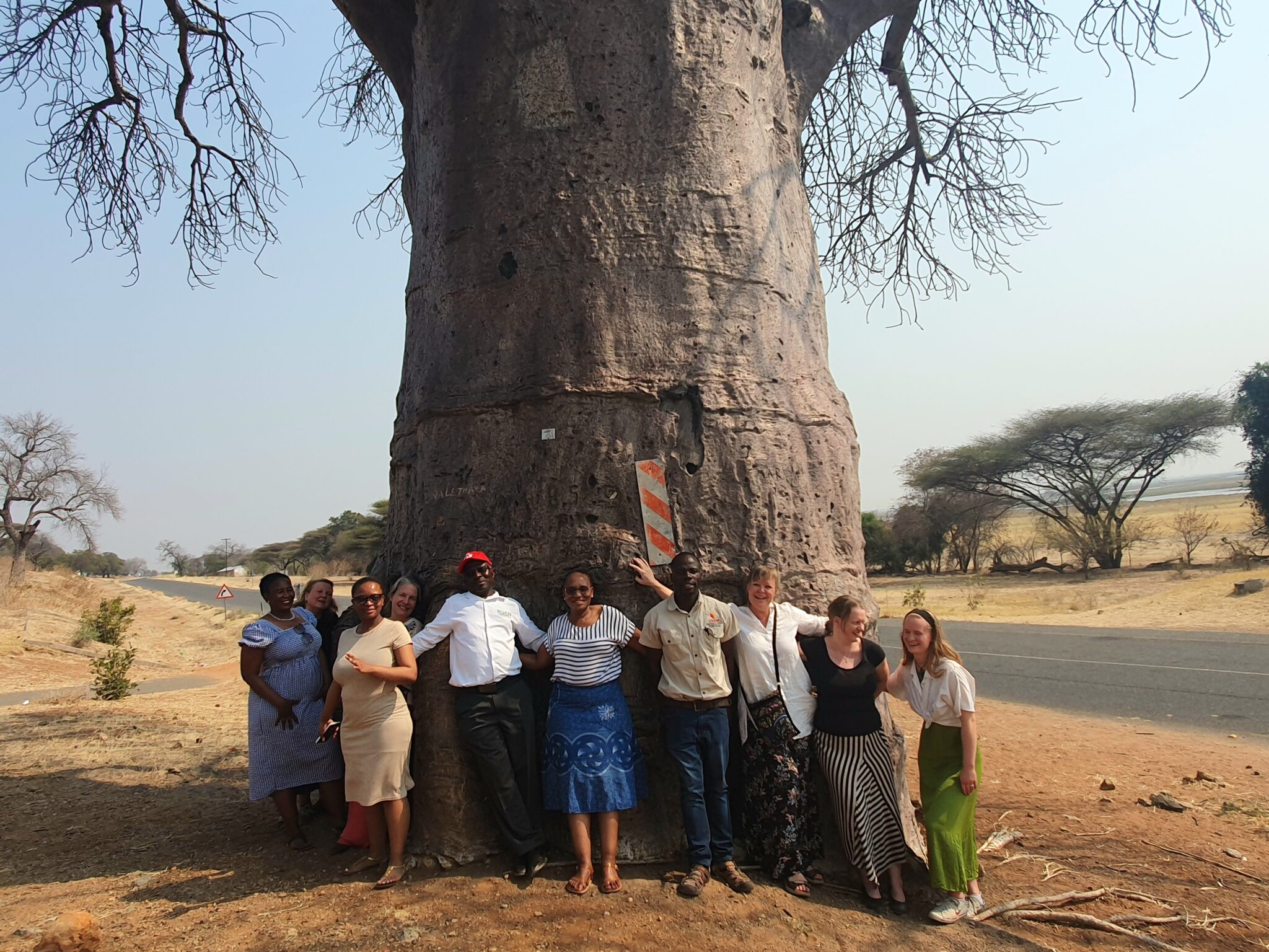 In picture People form a circle around a big old baobab tree.