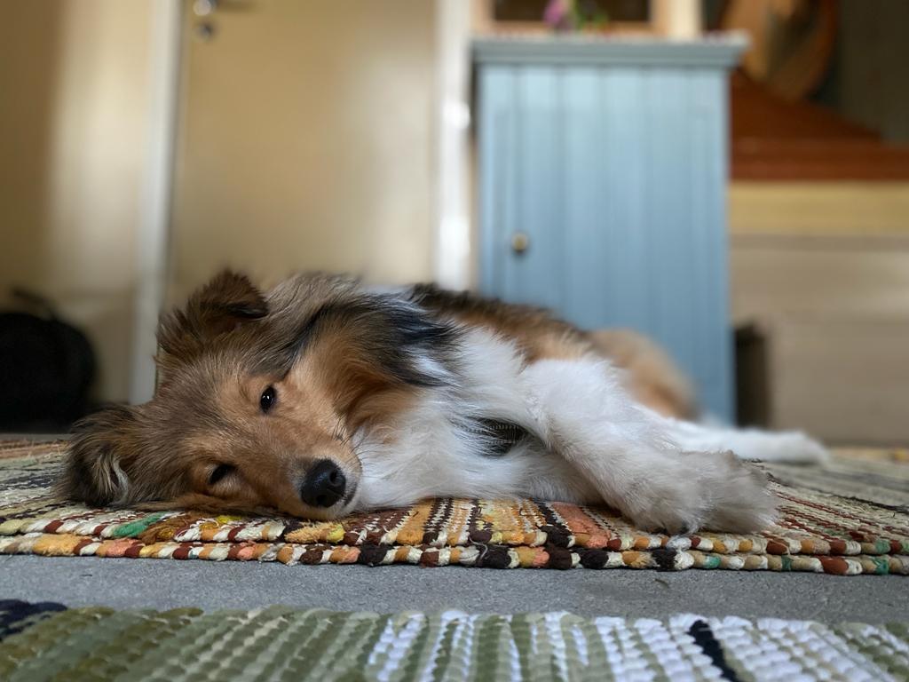 Koira makaa matolla oletettavasti vanhan puutalon lattialla.