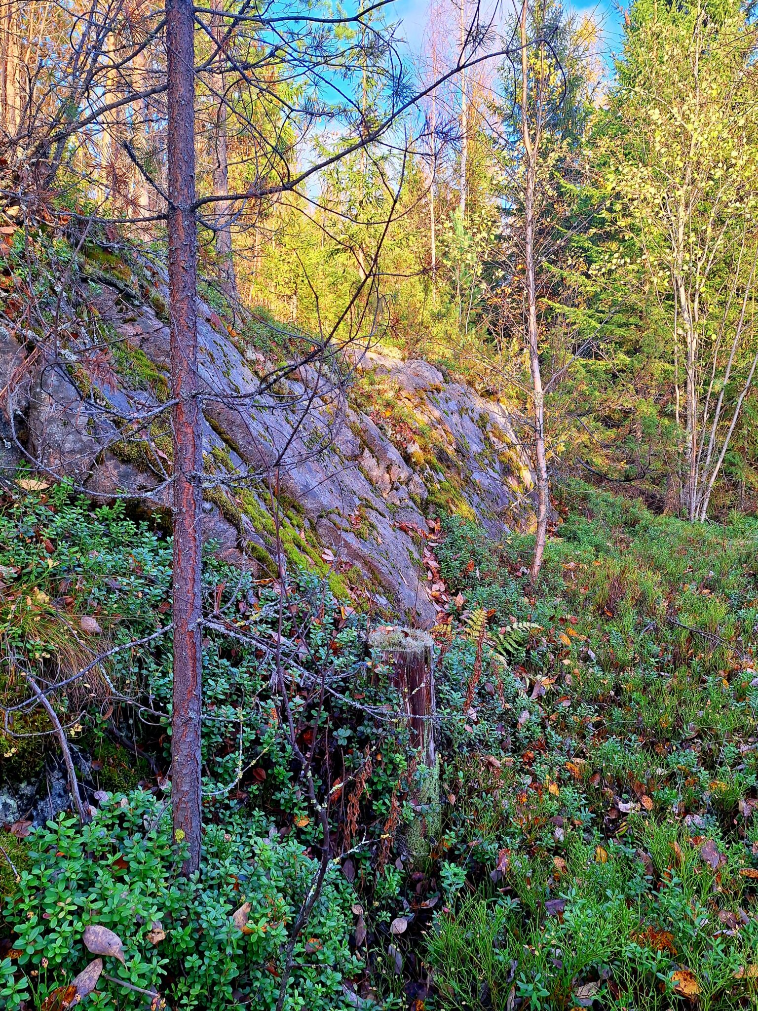 The photo shows Finnish bedrock surrounded by trees and undergrowth.