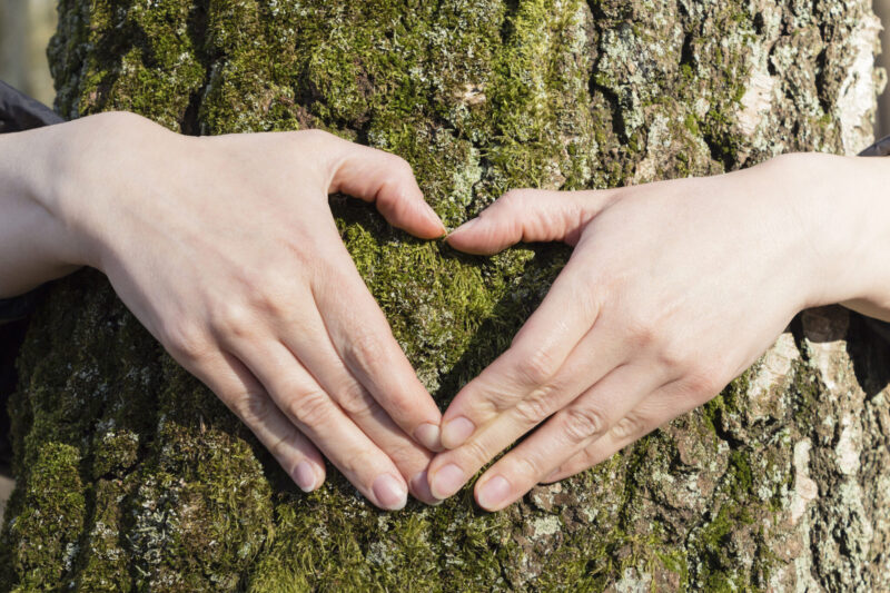 Couple is putting their hands on tree in a shape of heart