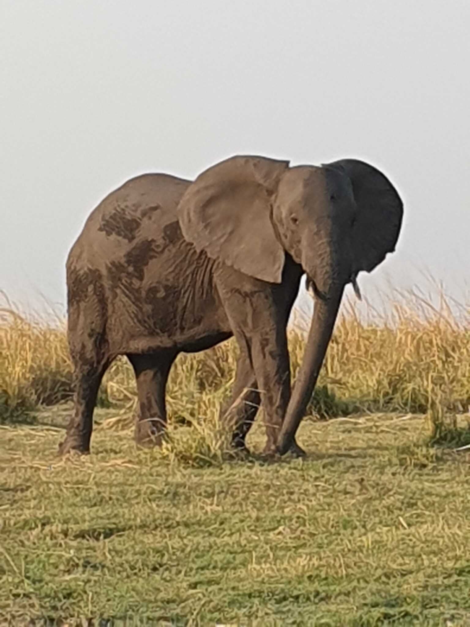 Elephant in the wilderness.