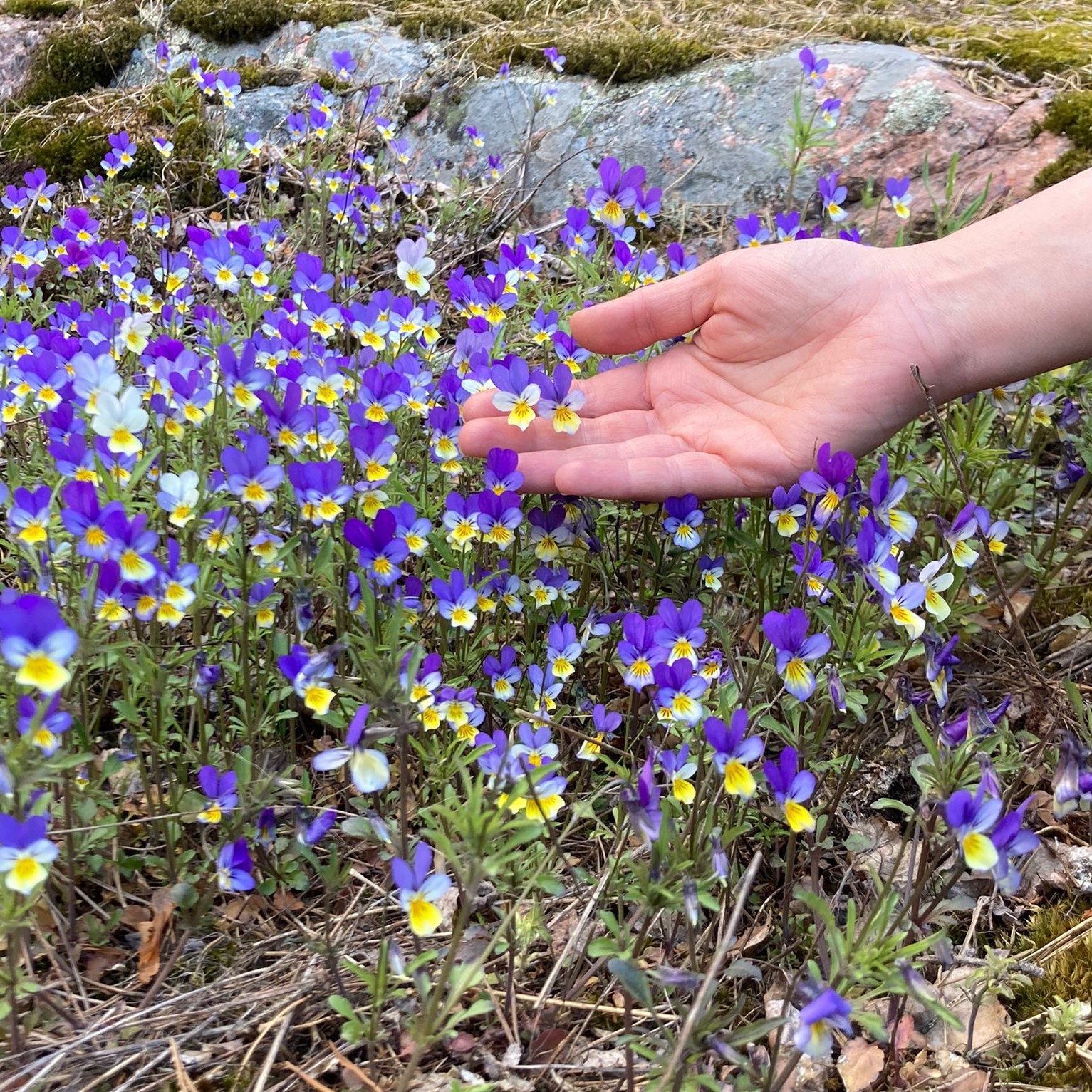 Alt: Villiorvokkeja kalliolla. Käsi pitelee kahta orvokkia sormien välissä