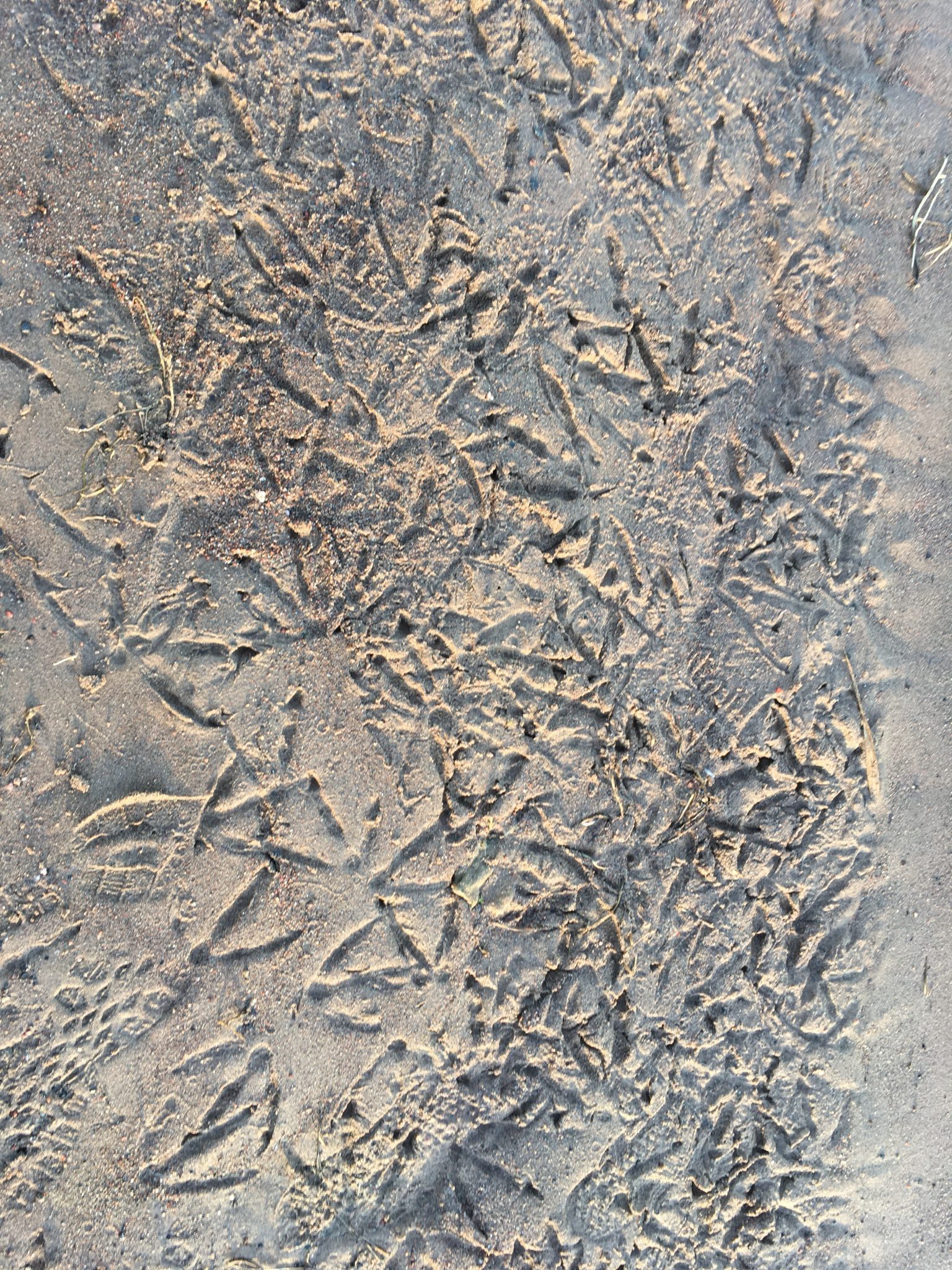 Valkoposkihanhien jalanjäljet Långvikin rantahiekassa.