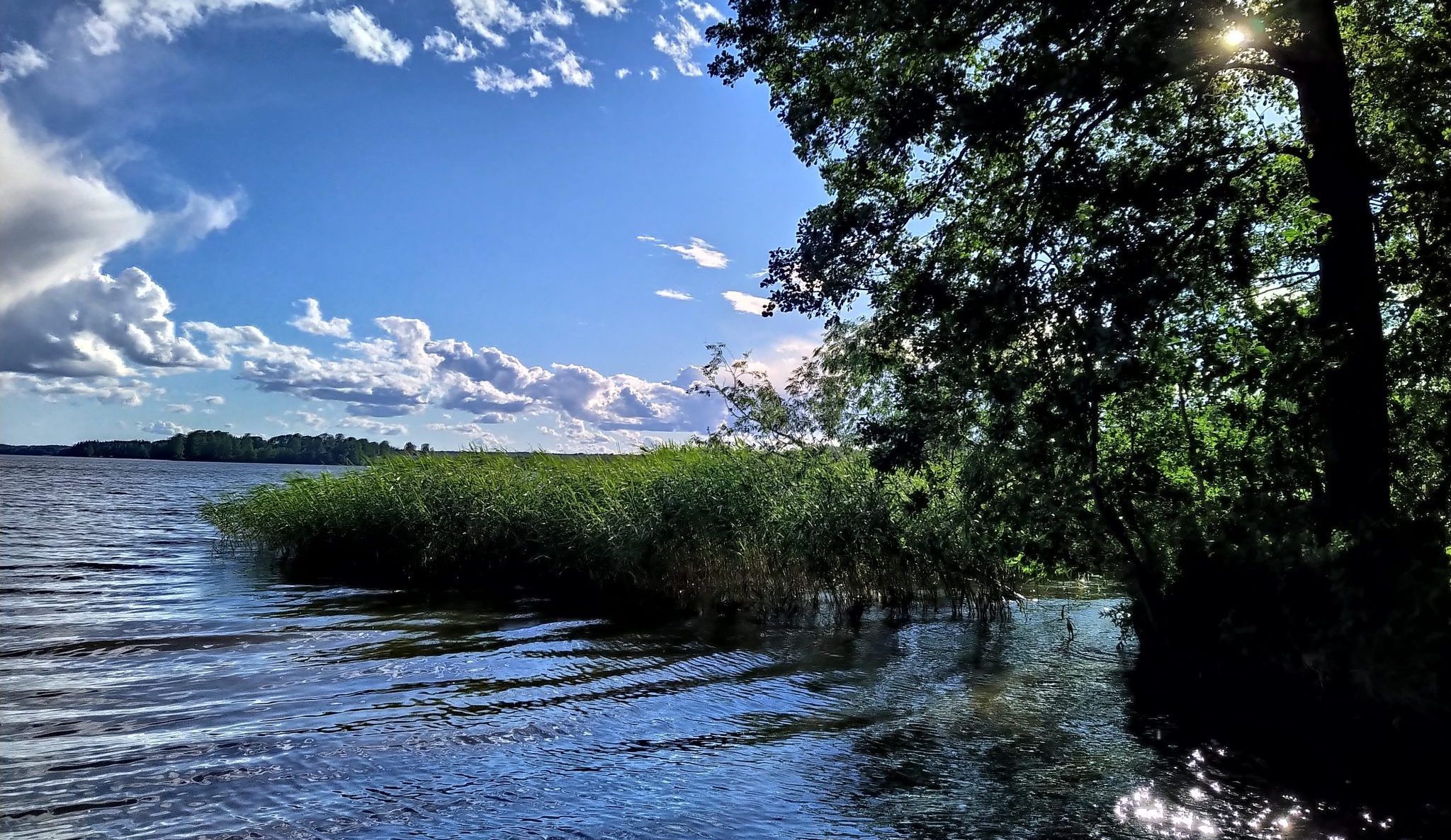 Järvimaisema, sini-valkoisia piviä, vihreitä puita ja kaislikkoa, auringon säteitä liplattavan veden pinnassa.