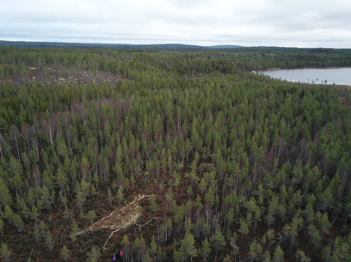 Ilmakuva erämaametsän keskellä olevasta valtavasta, maisemaan puilla ja oksilla tehdystä linnusta, joka näyttää juoksevan kohti lähistöllä olevaa järveä.