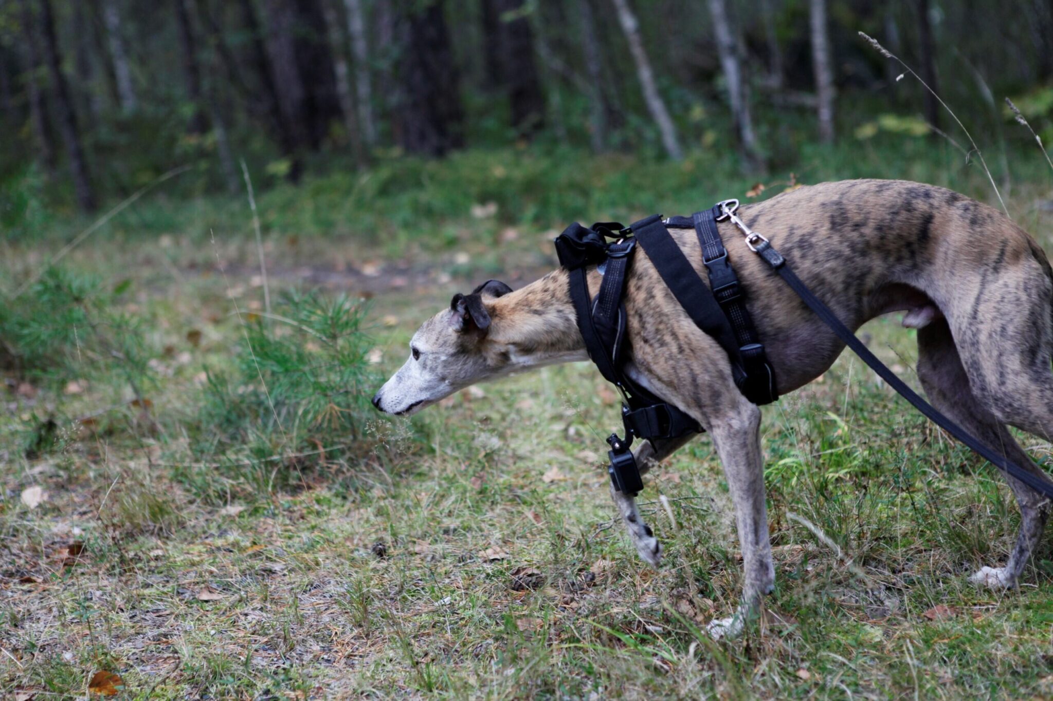 Koira kävelee kuono maata viistäen eteenpäin. Koiran valjaisiin on kiinnitetty GoPro-kamera.