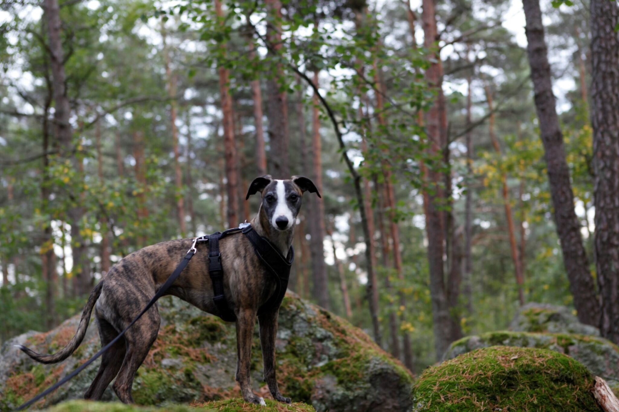 Koira seisoo kiven päällä metsässä ja katsoo kohti kameraa.