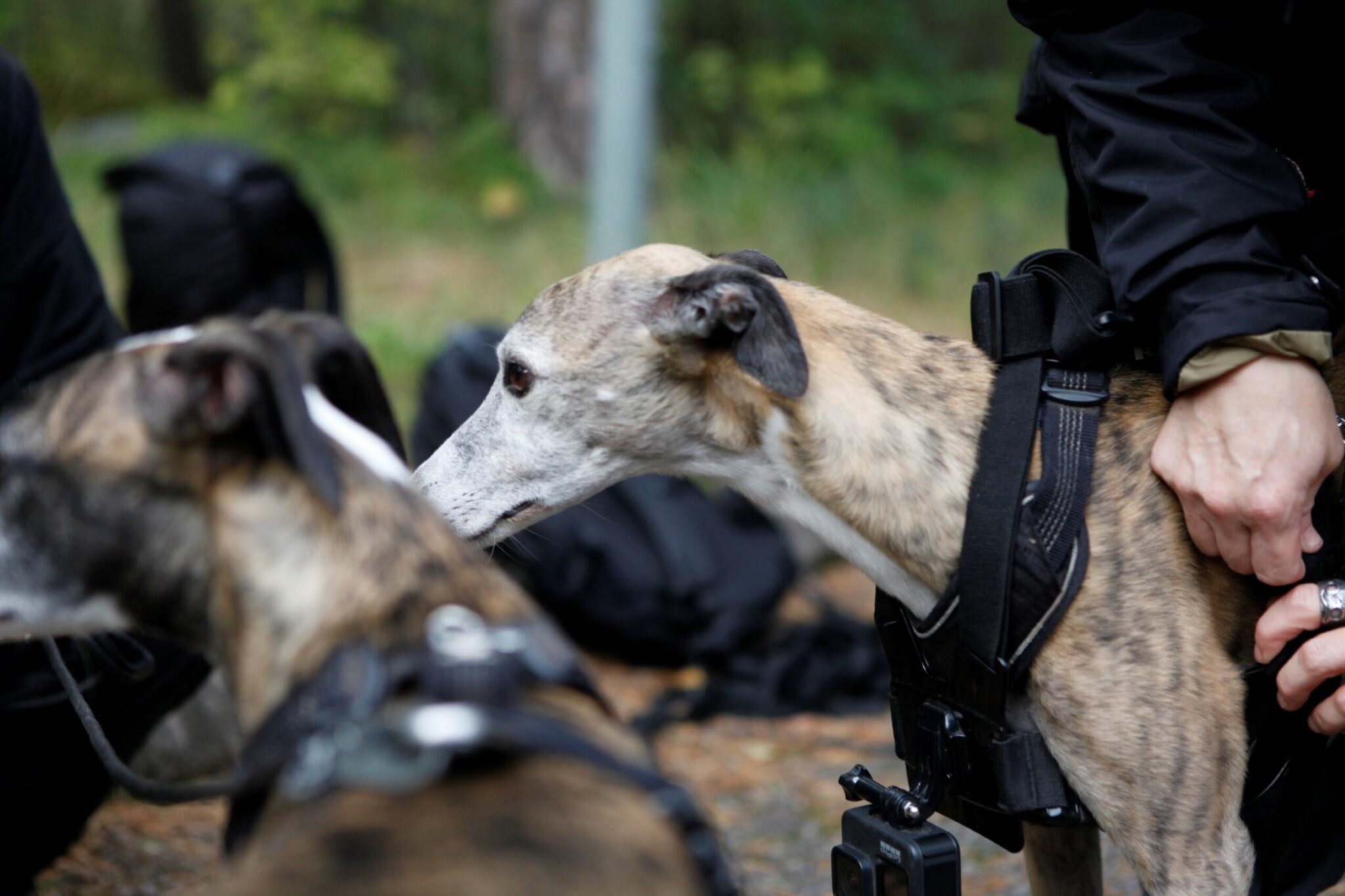 Kaksi koiraa, joista toisen valjaisiin ollaan juuri kiinnittämässä GoPro-kameraa. Taustalla näkyy mustia reppuja.