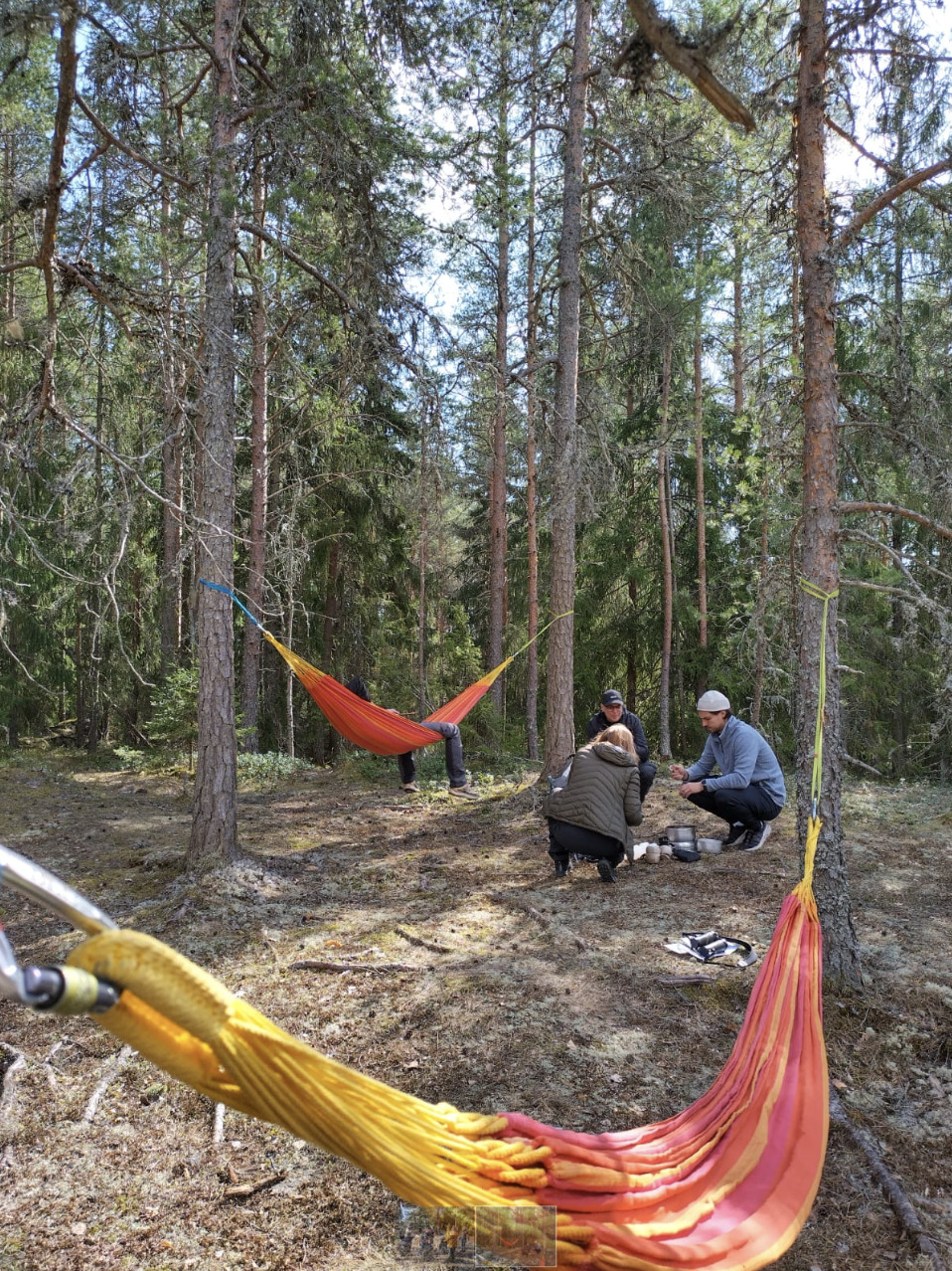 Metsäinen alue, jossa roikuu kaksi riippumattoa. Opettajia valmistamassa teetä trangialla.