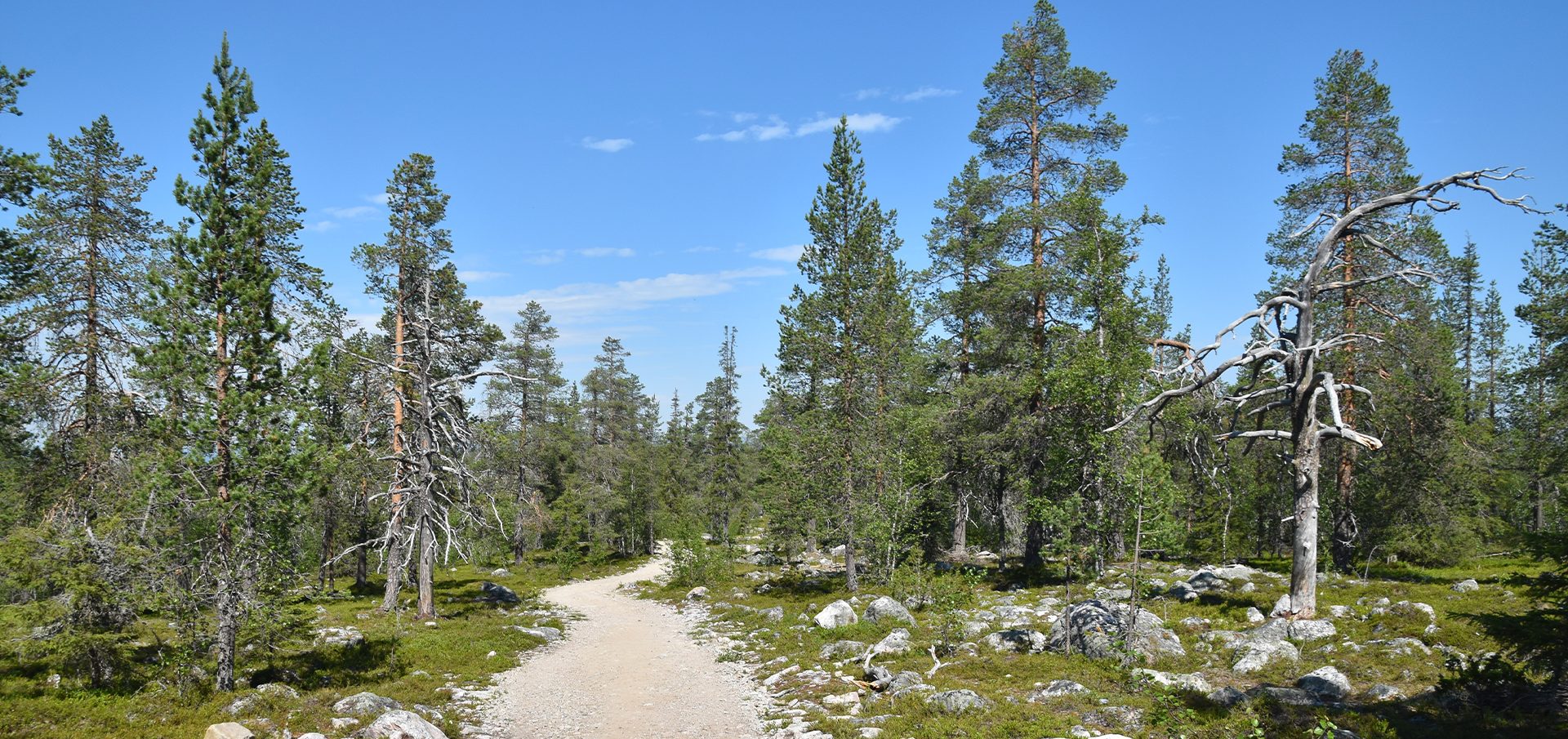 Path in a national park that looks like a kempt forest.