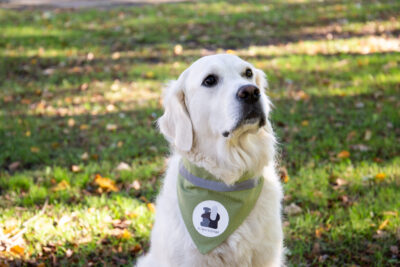 Istuva vaalea, pitkäkarvainen koira pukeutuneena vihreään huiviin, jossa on pyöreä logo, katsoo rauhallisesti ylöspäin puistomaisella nurmikolla.