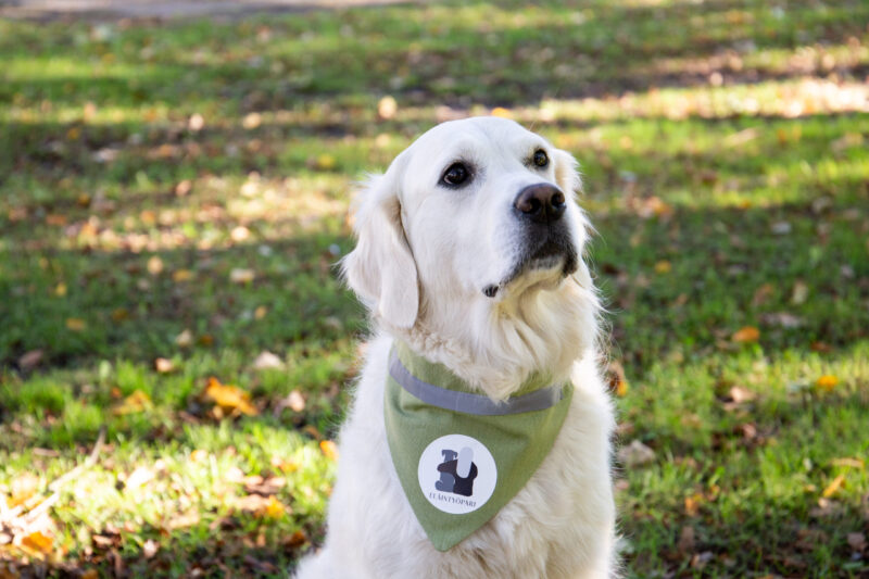 Istuva vaalea, pitkäkarvainen koira pukeutuneena vihreään huiviin, jossa on pyöreä logo, katsoo rauhallisesti ylöspäin puistomaisella nurmikolla.