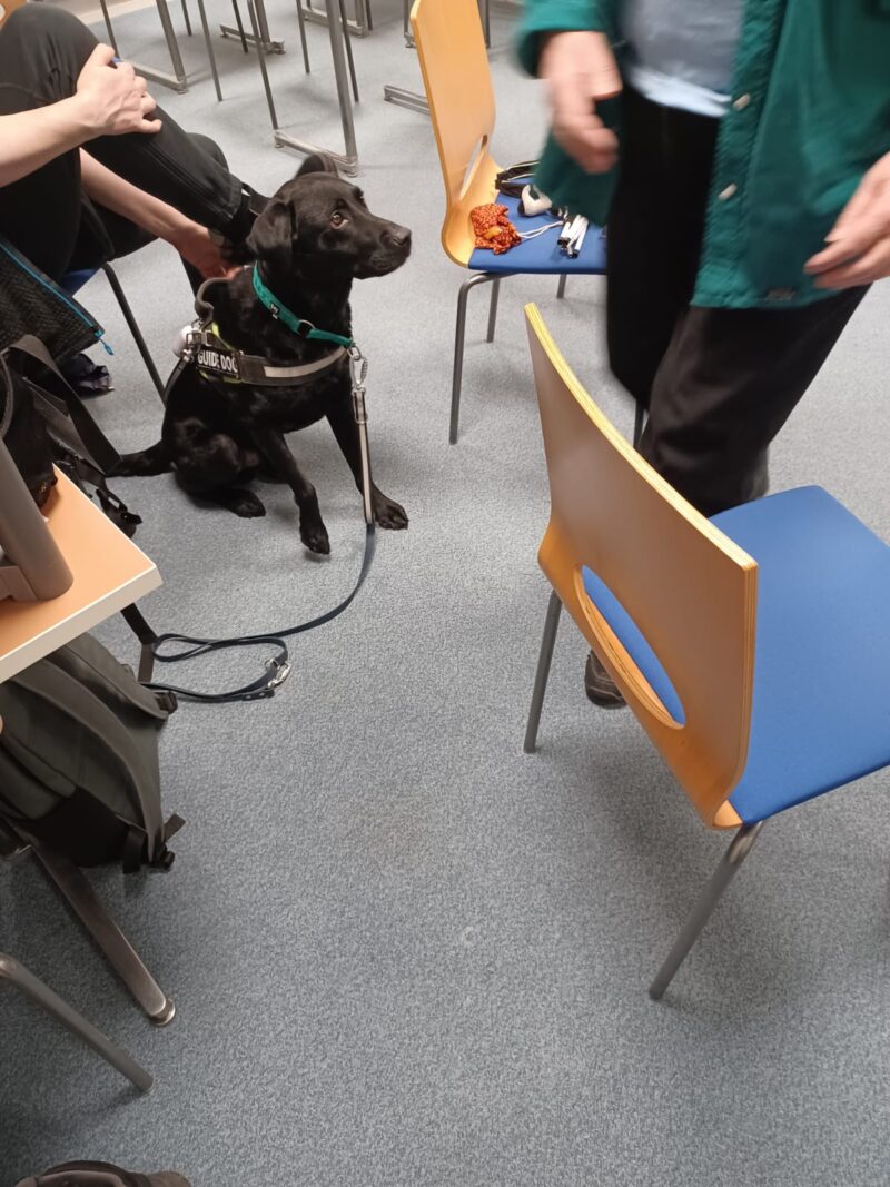 Kuvassa musta labradorinnoutaja istuu valppaana opasvaljaat päällä takana istuvan henkilön jalkoihin nojaten. Katsoen edessä olevaa hahmoa. Edessä on kaksi tuolia, joista toisessa on erilaisia esineitä, kuten oranssi pussukka, musta hiuspanta ja valkoinen keppi.